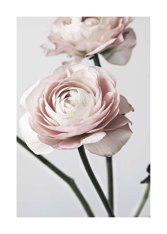 Pink Ranunculus One Poster / Photography at Desenio AB (3923)