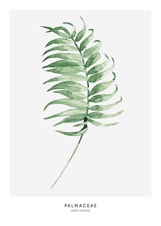 Palmaceae, Poster / Botanical at Desenio AB (7895)