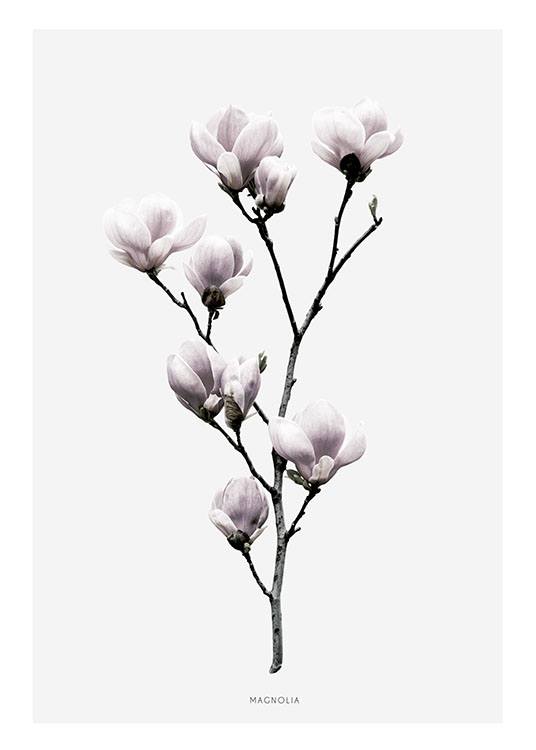 cleanly designed poster with magnolia poster with photo art