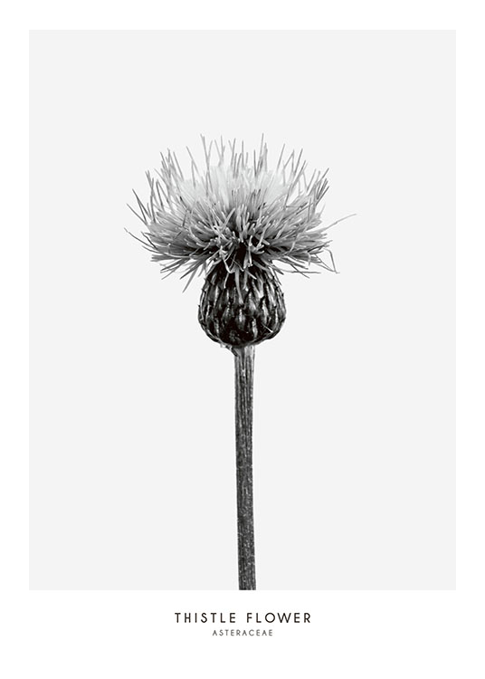 Thistle Flower, Print / Black & white at Desenio AB (7937)