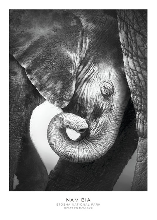 Elephant, Poster  / Vintage at Desenio AB (7948)