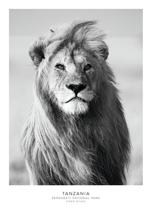  – Black and white photograph of a lion from the front