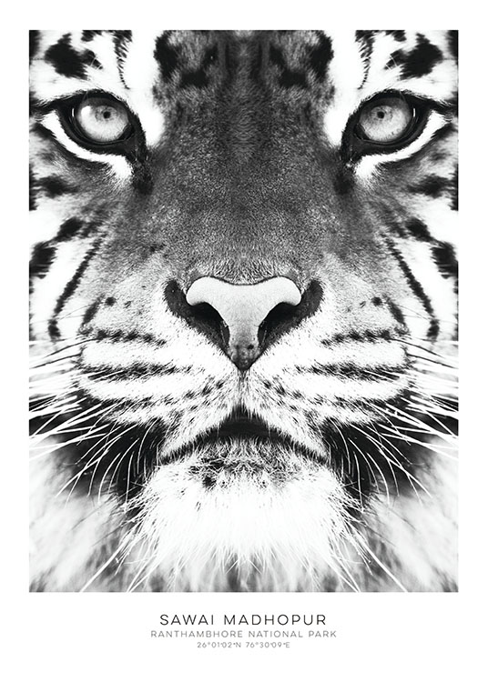 Poster with tiger | Black and white posters | Stylish ...