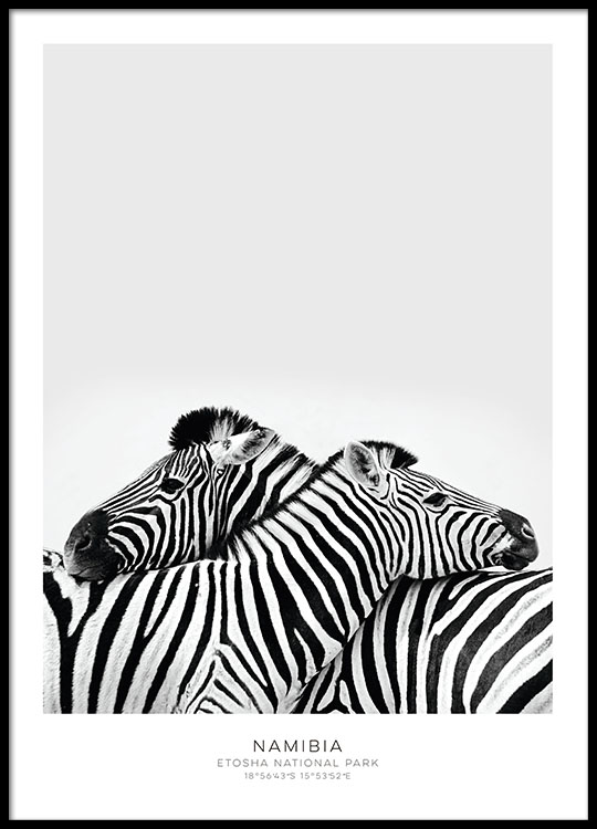 Zebra Print Poster With Zebras Desenio Com
