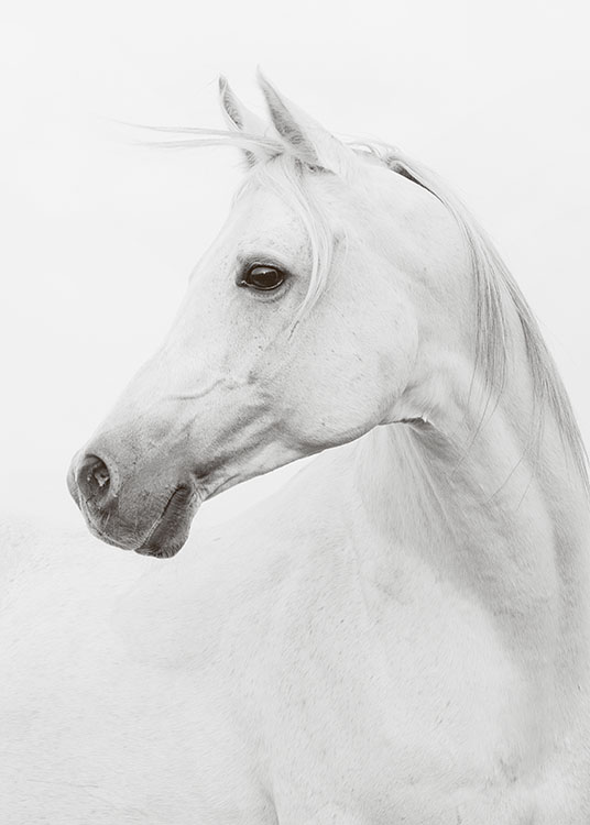 Horse, Poster / Black & white at Desenio AB (8109)