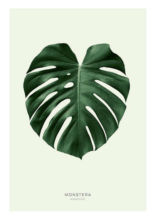 Green Monstera, Poster / Botanical at Desenio AB (8147)