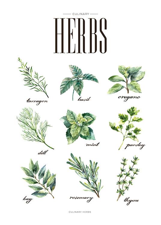 Poster with kitchen art, Herbs | Kitchen prints online on {keyword}