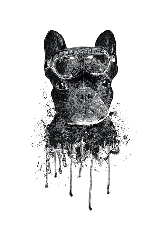 French Bulldog, Poster / Insects & animals at Desenio AB (8247)