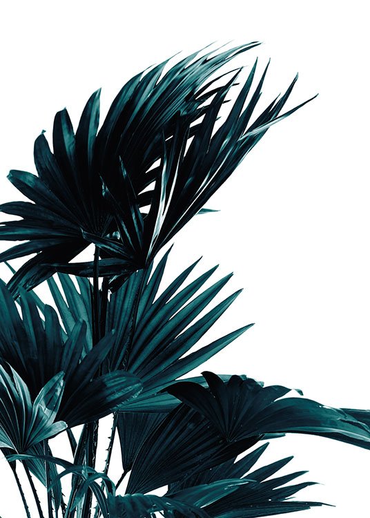 Palm Leaves, Poster / Botanical at Desenio AB (8318)