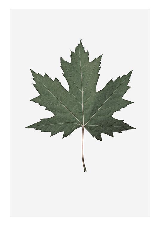 maple leaf poster