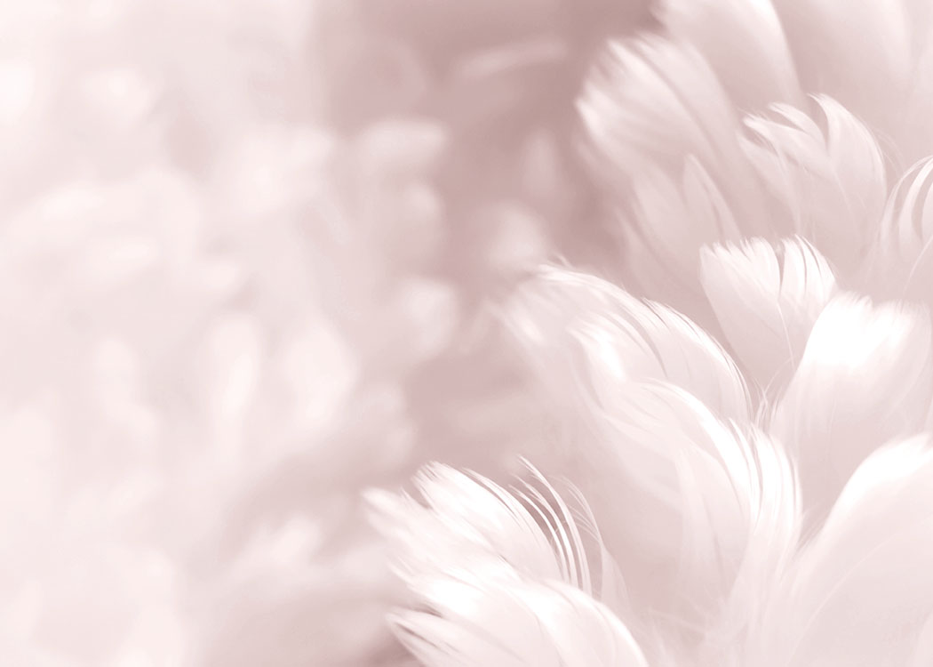 Fluffy Pink Feathers, Poster / Photography at Desenio AB (8512)