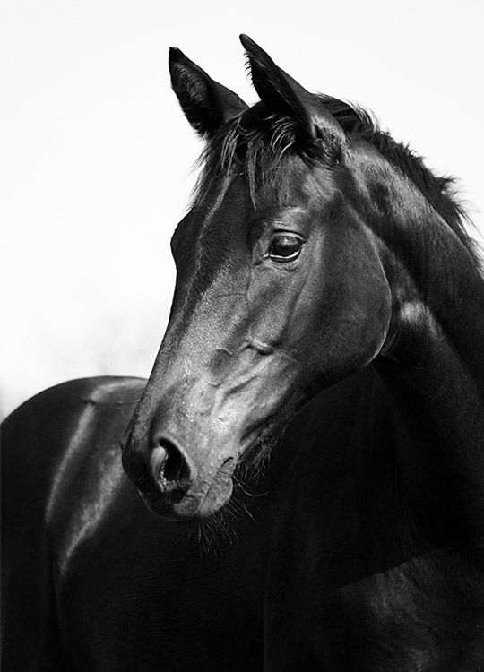 Black Stallion, Posters / Photography at Desenio AB (8575)