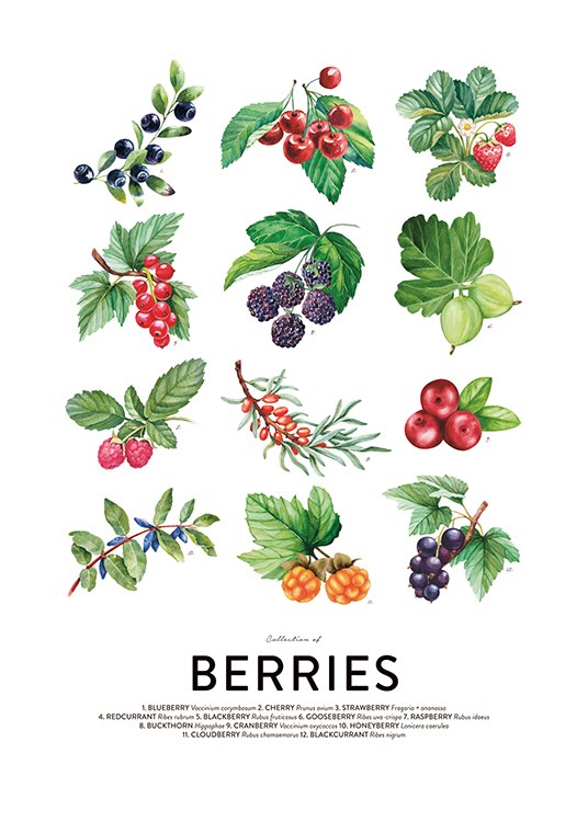 Berries, Posters / Kitchen at Desenio AB (8591)