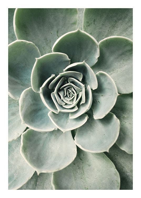  – Photograph of the centre of a green succulent with round leaves resembling a flower