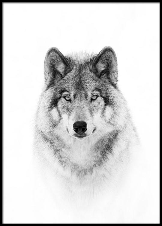 wolf poster