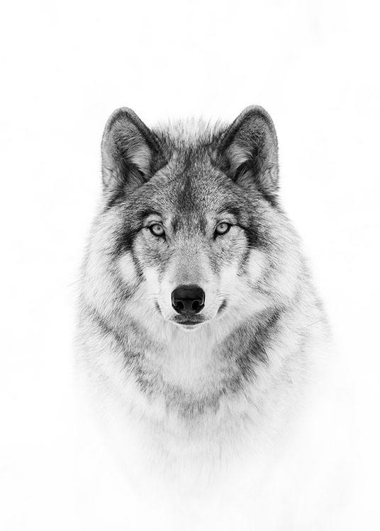 Wolf Poster / Black & white at Desenio AB (8693)