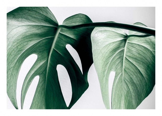 Monstera Two Poster / Photography at Desenio AB (8721)