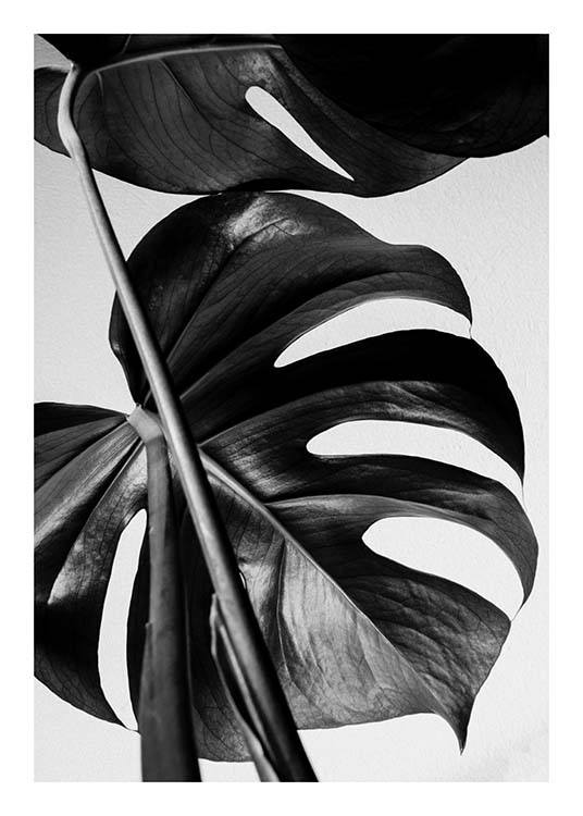 Monstera B&W One Poster / Photography at Desenio AB (8972)